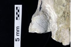 Foto (Detailansicht) von Discutiolira moesica (Muţiu & Bădăluţă, 1971) (NHMW-GEO-1990-0041-0327)